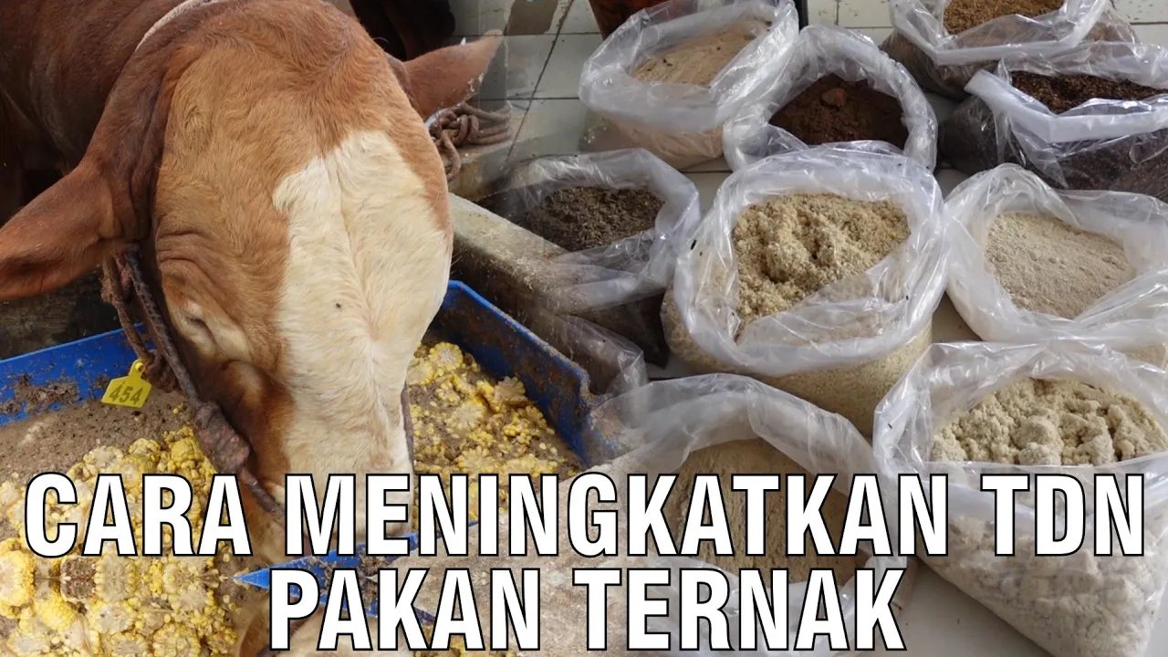 
                                 Cara-Meningkatkan-TDN-Pakan-Ternak